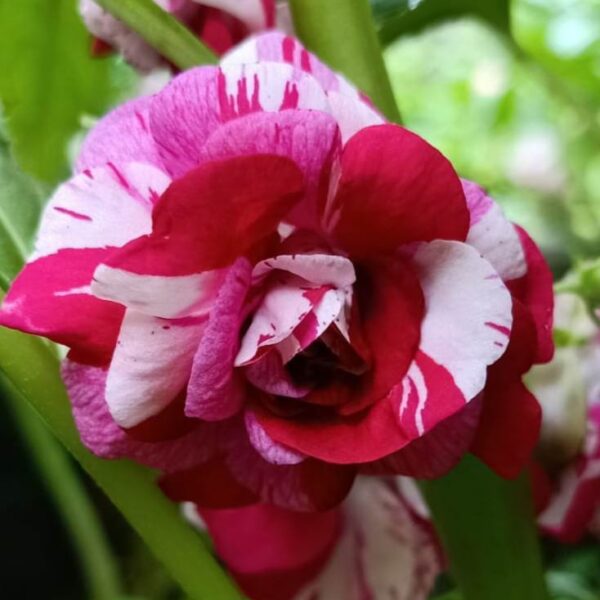 Flower seeds Shop your Seeds