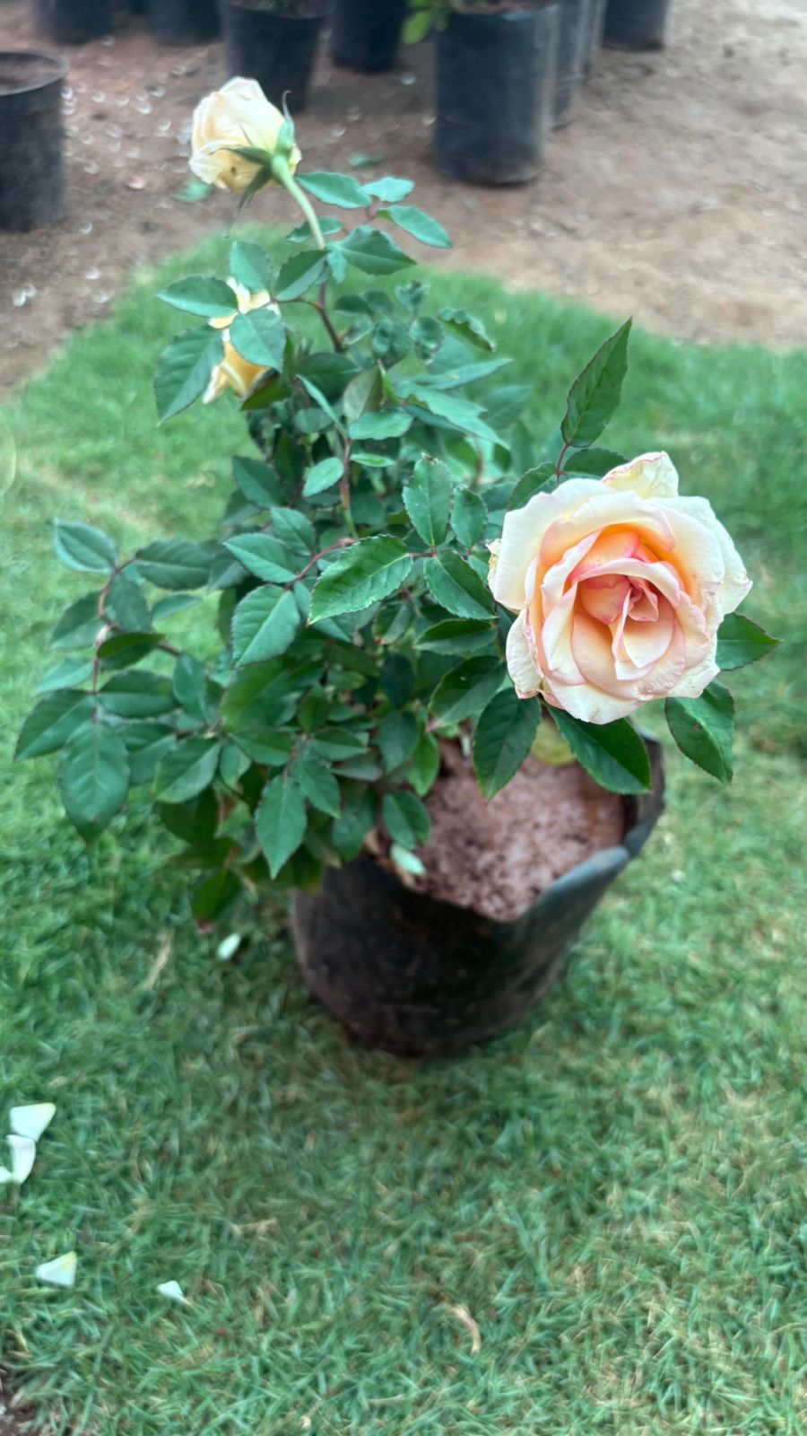 Seven Days Sandal - Image 2