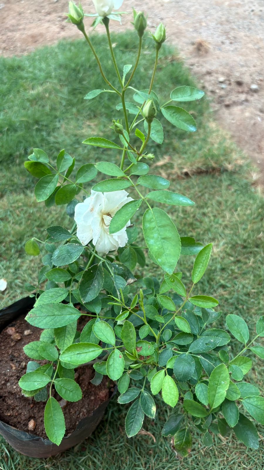 WhatsApp Image 2026-01-12 at 9.43.25 AM