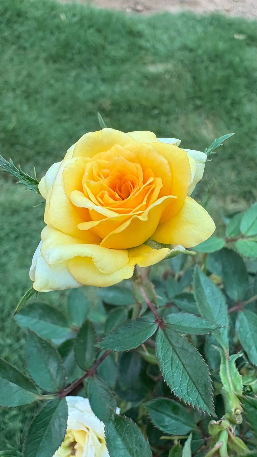 WhatsApp Image 2026-01-12 at 9.44.54 AM