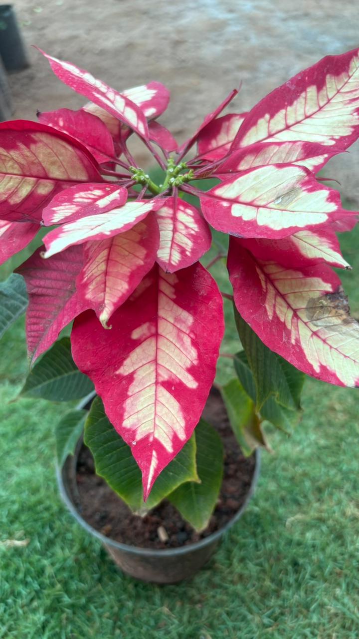 WhatsApp Image 2026-01-14 at 1.43.01 PM